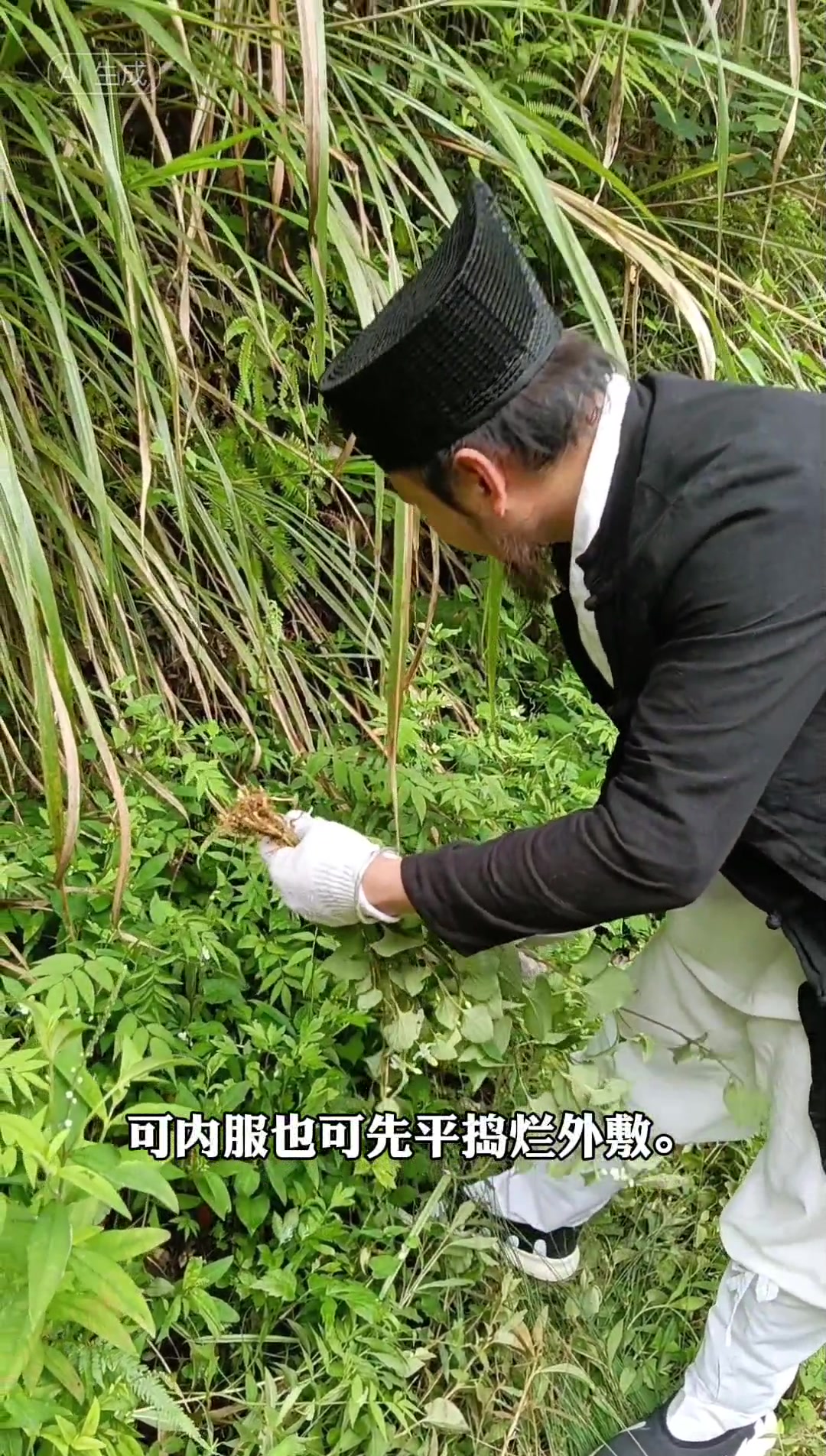 野生中药材鱼腥草