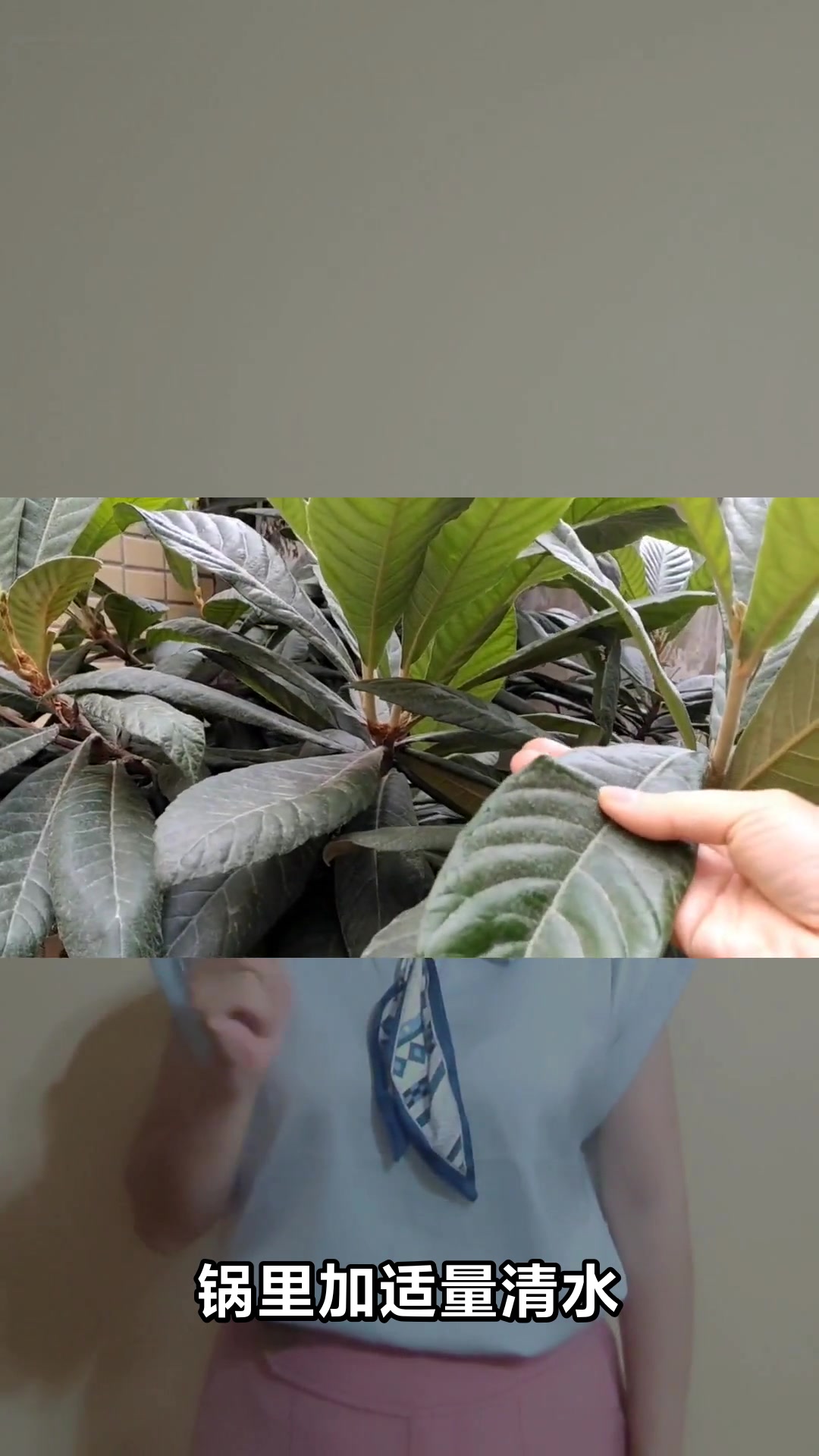 枇杷叶煮水的正确方法你知道吗