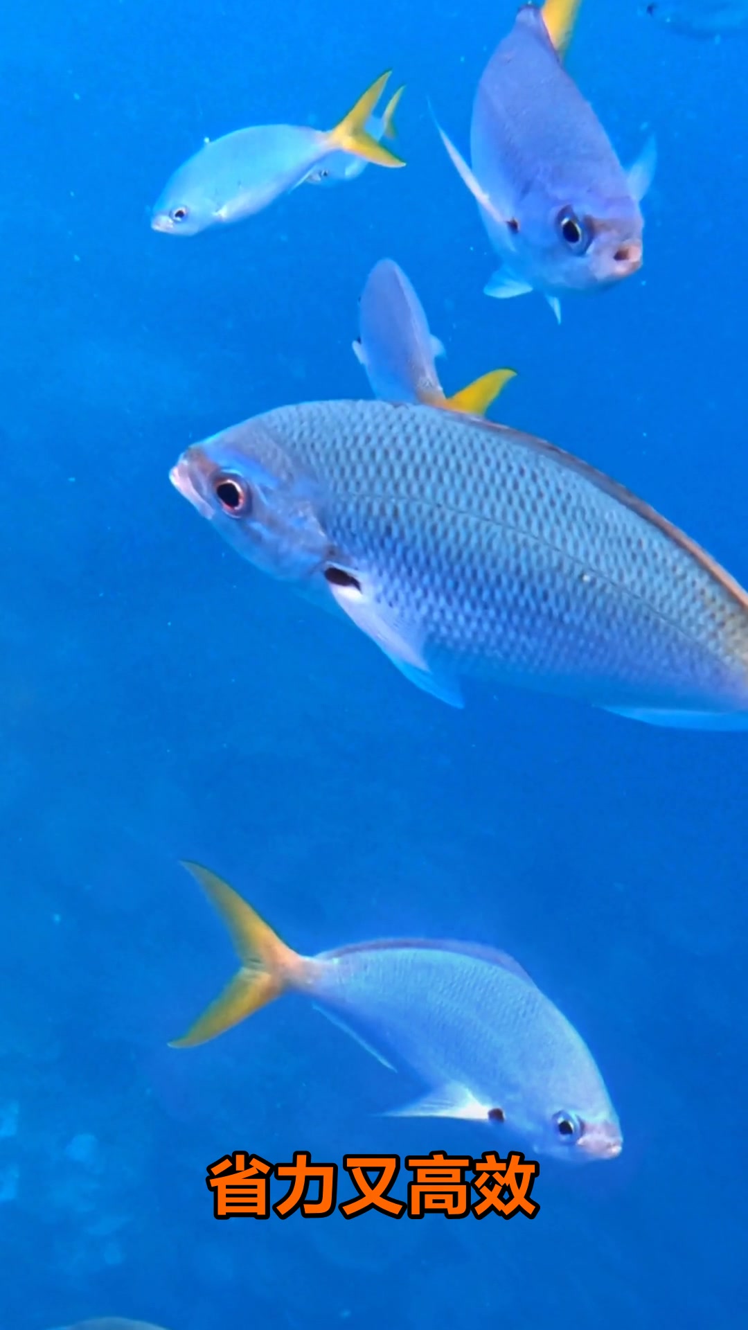 鱼鳔的神奇作用你了解吗