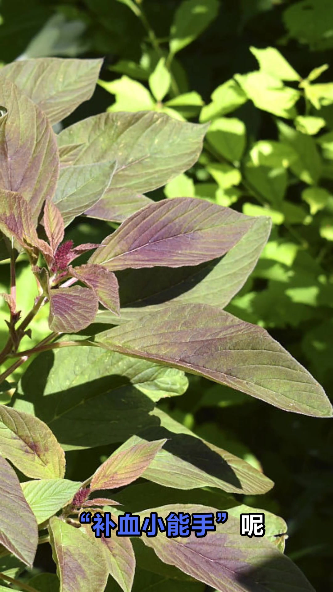 紫苋菜的神奇功效与作用