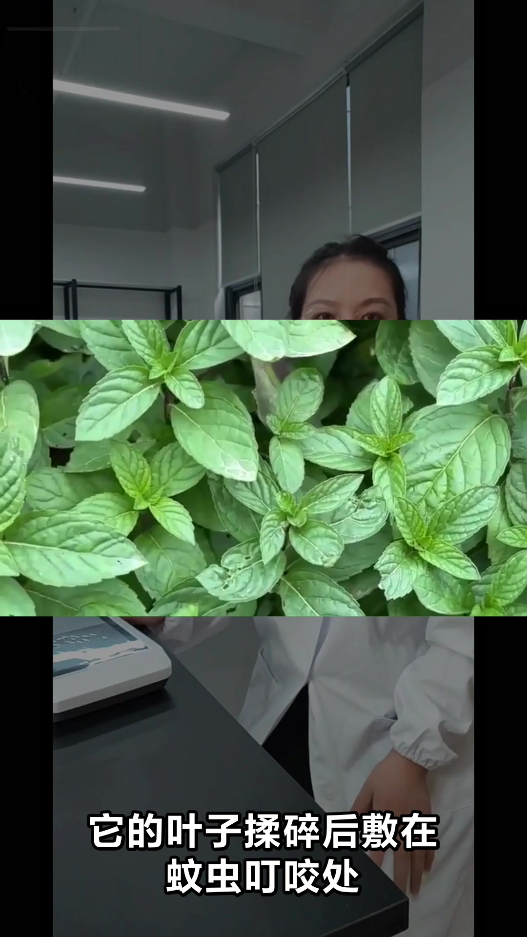 扯根菜的神奇功效与食用禁忌