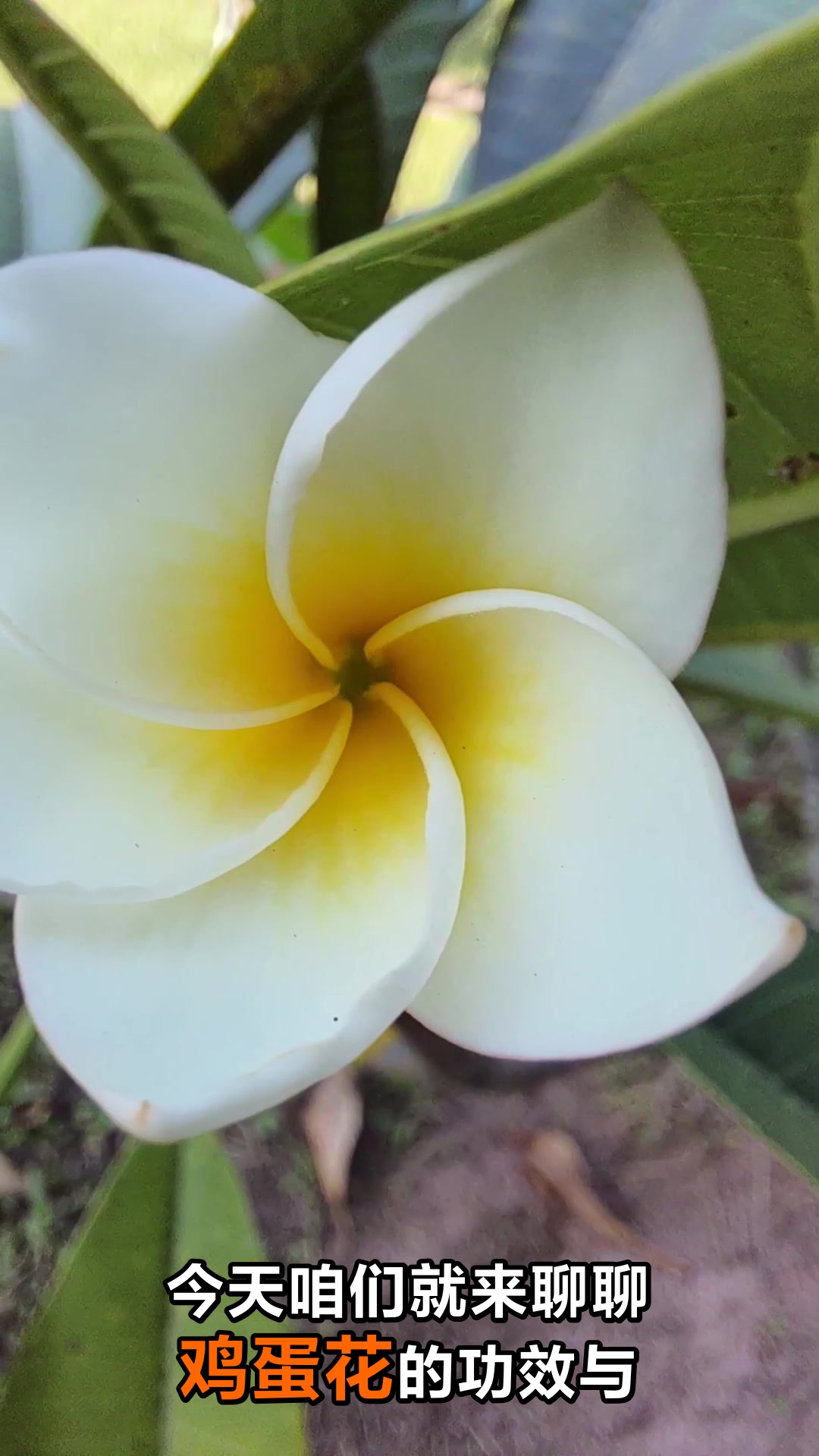 鸡蛋花的神奇功效与作用