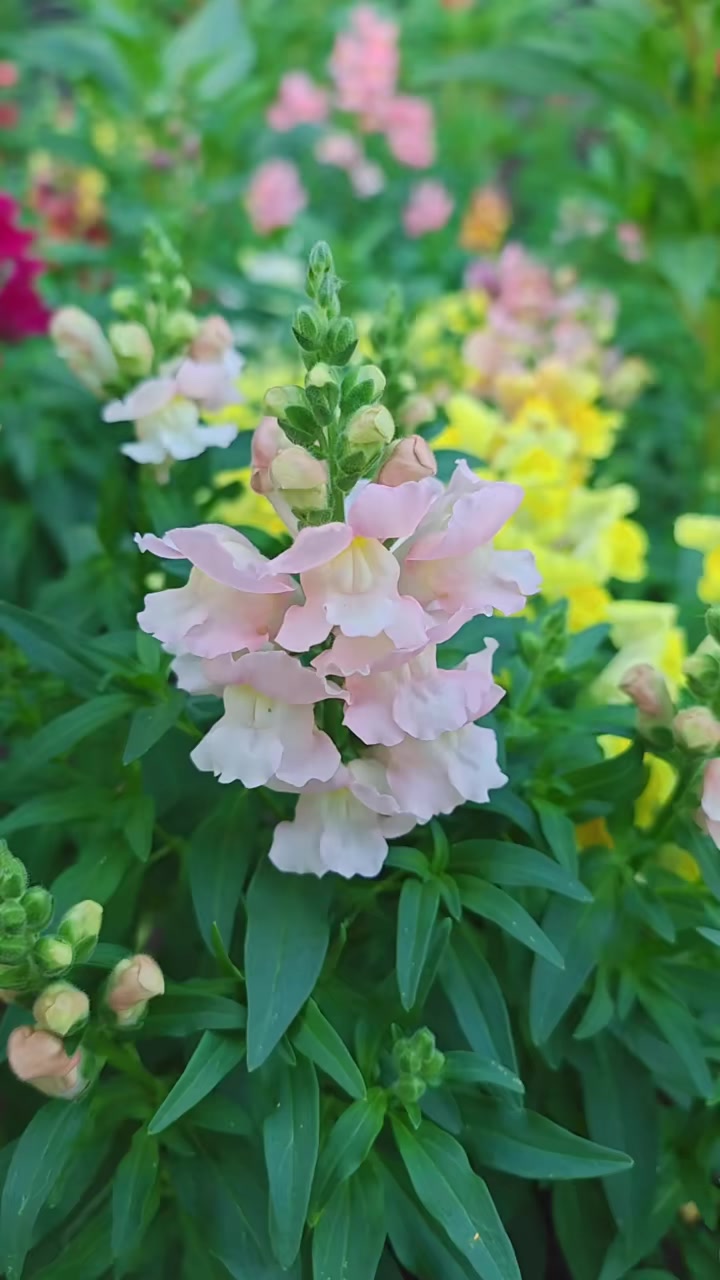 胖姐教你播种金鱼草，还不会播种的宝贝进来听听吧