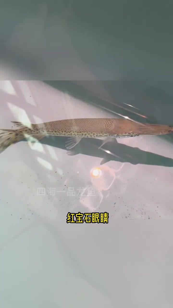 白化火箭鱼