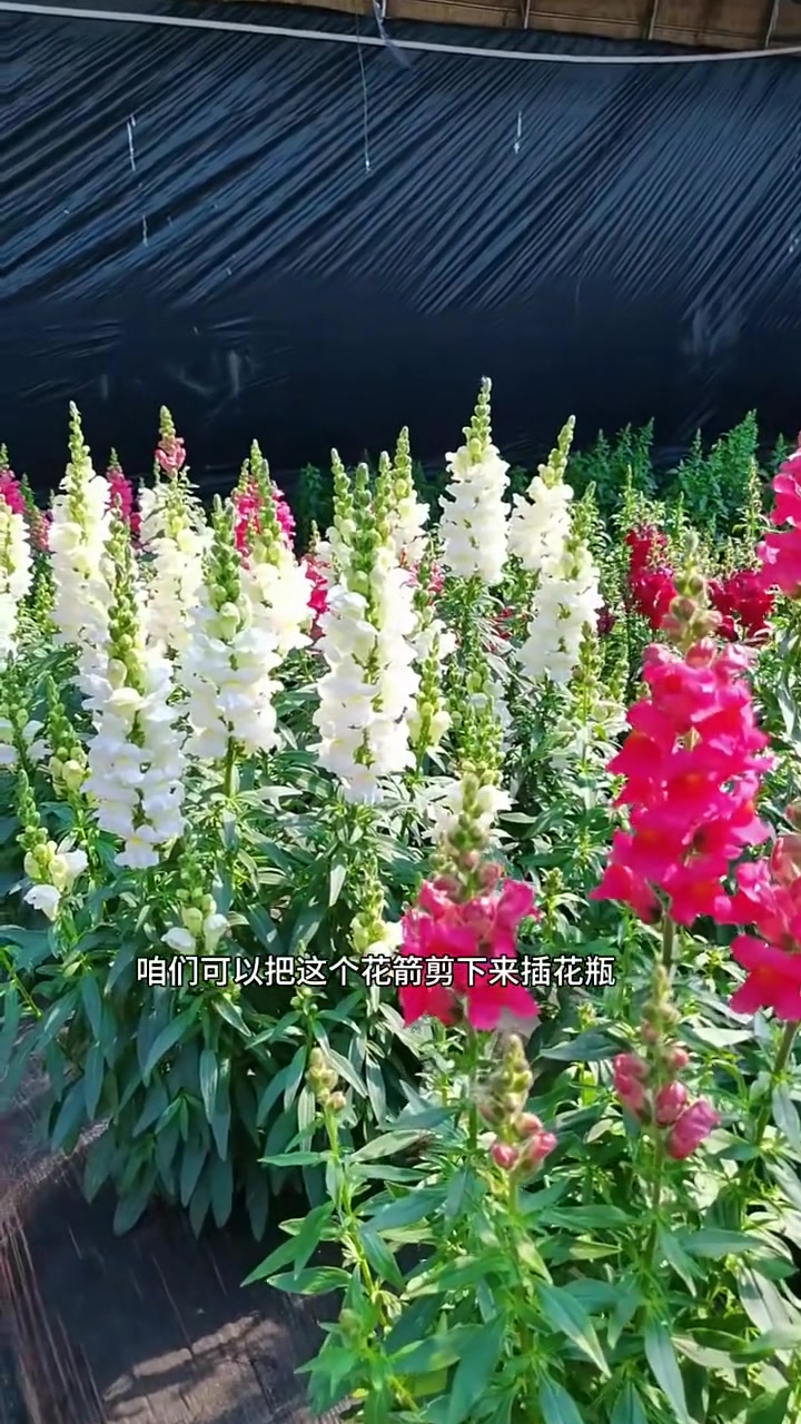 又香又美的切花金鱼草，你要不要种？