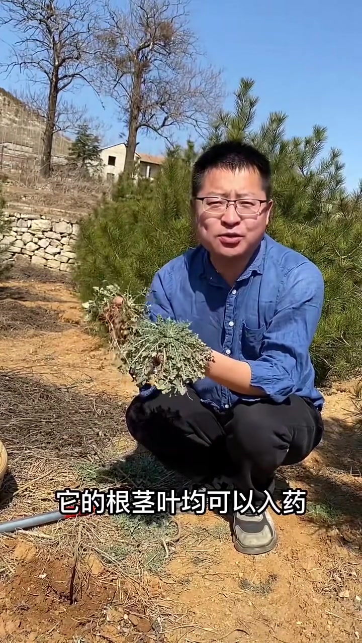 春天里非常早的野菜，就是有点苦