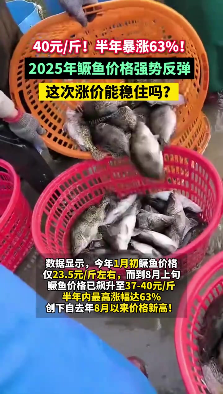40元斤!半年暴涨63%!2025年鳜鱼价格强势反弹,这次涨价能稳住吗?鳜鱼价格 饲料鳜 