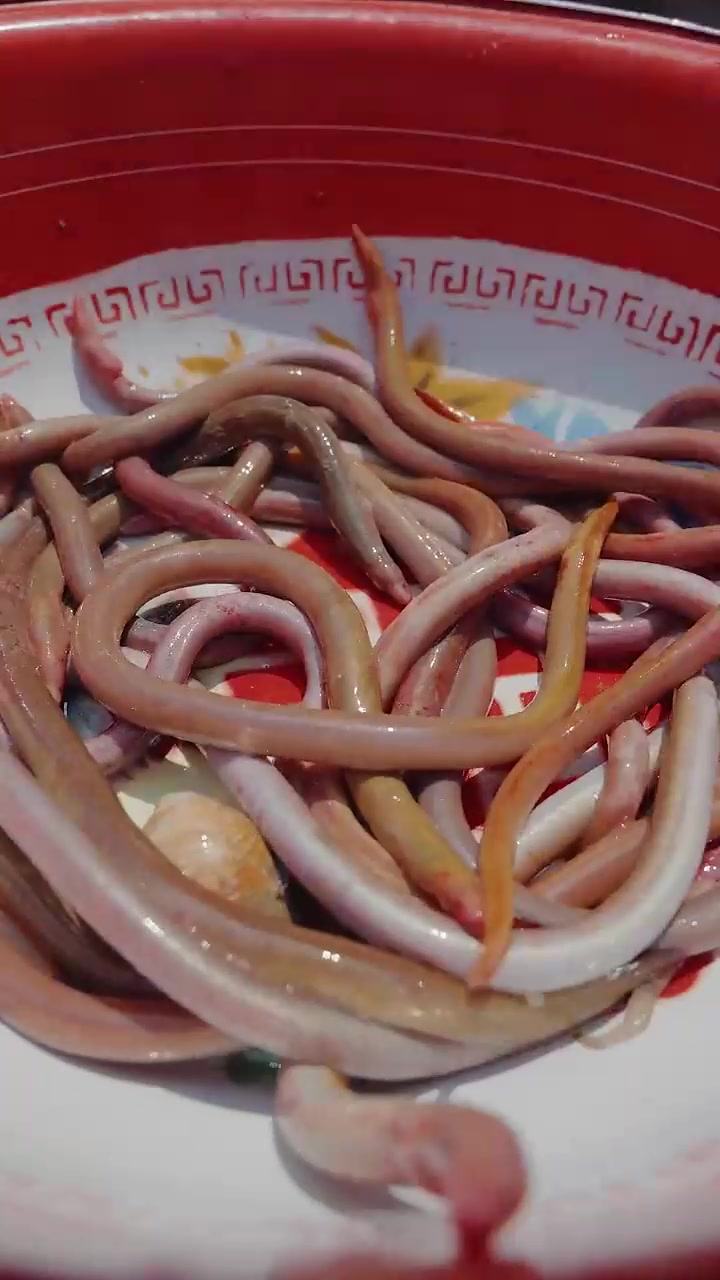 滩涂地赶海挖血鳗，原来血鳗煮粥这么鲜，难怪一斤能值300多