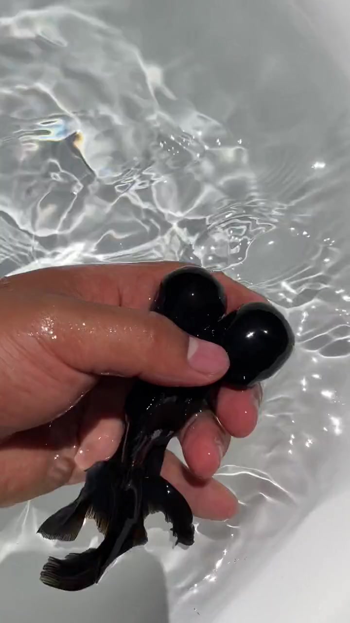 金鱼分类中，眼睛突出的是龙种。其他还有草种，文种，蛋种