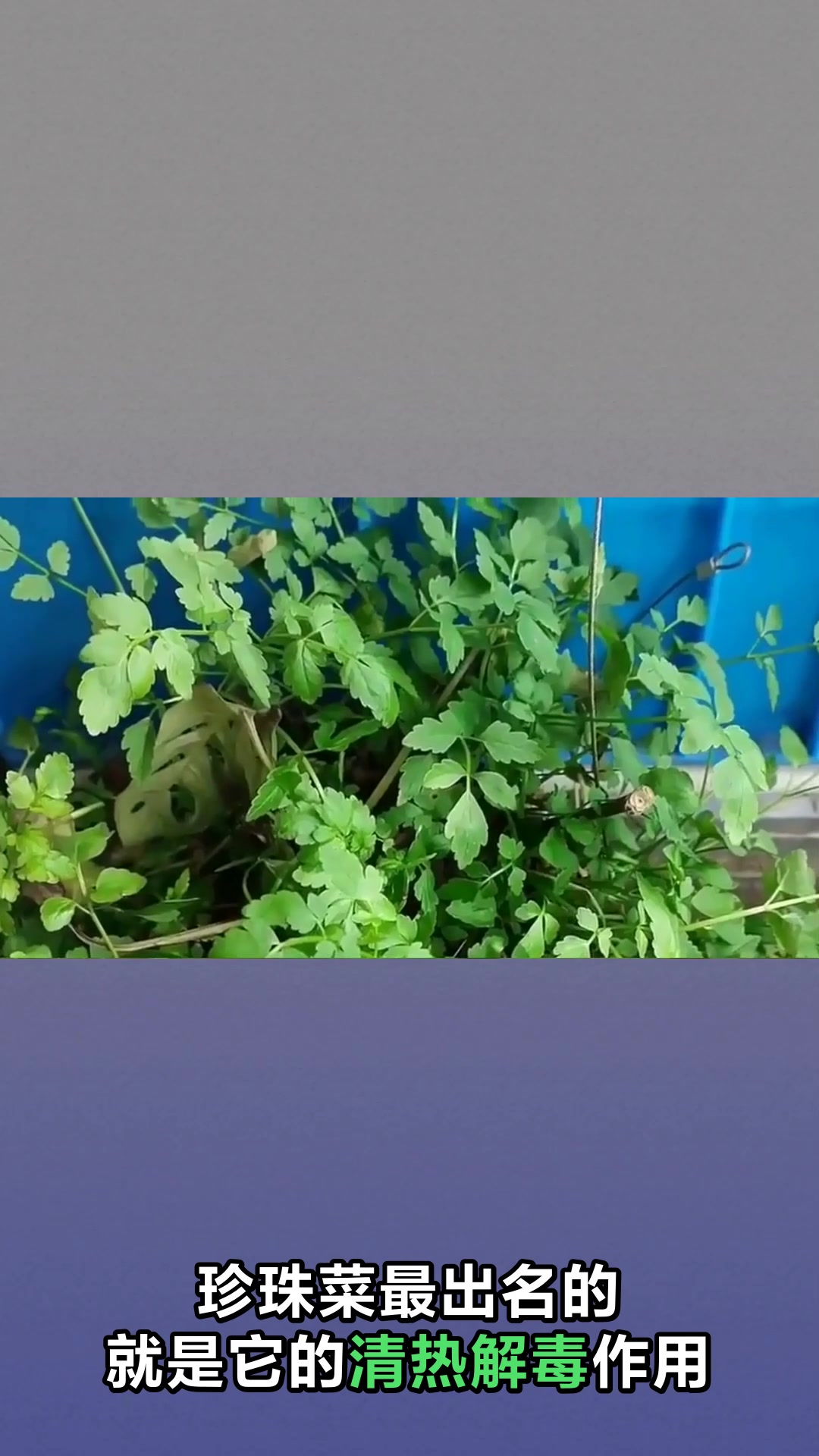 珍珠菜的神奇功效与作用