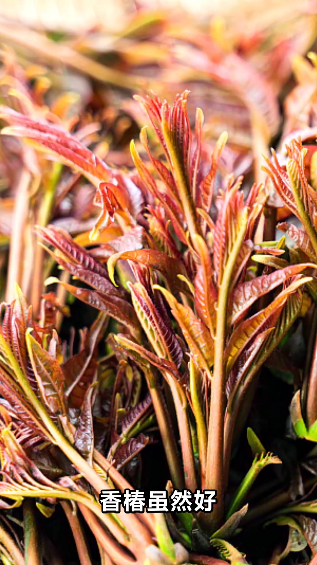 香椿的神奇功效与实用价值