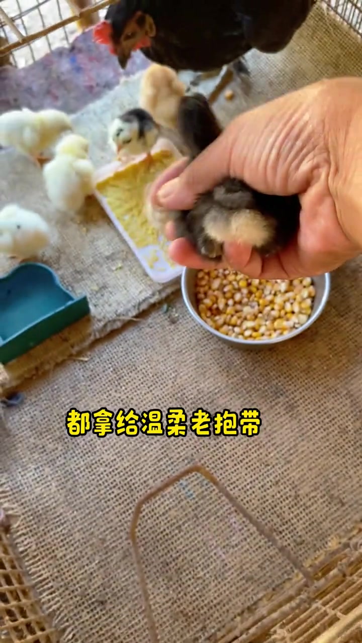 我家两只元宝鸡在一起抱窝出壳，有一只脾气暴躁，把小鸡崽给叨伤了，我给扔出去不让它领崽了，它