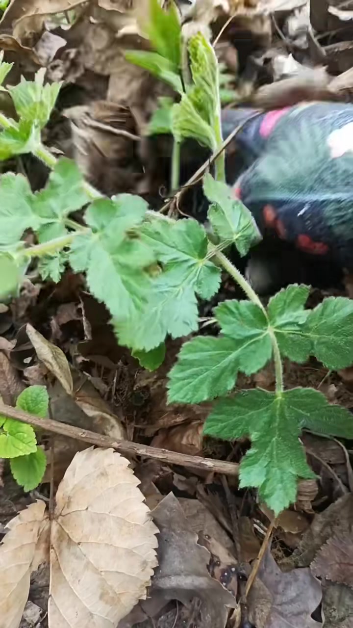 东北山野菜，你能说出最后一道山野菜名字吗？