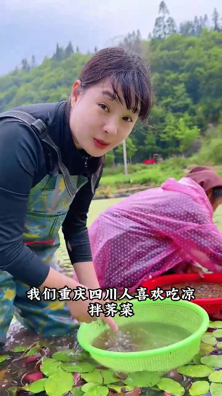 莼菜对水质要求高，营养含量也高，可以凉拌，也可以煮汤，吃起来就是一个字，鲜！