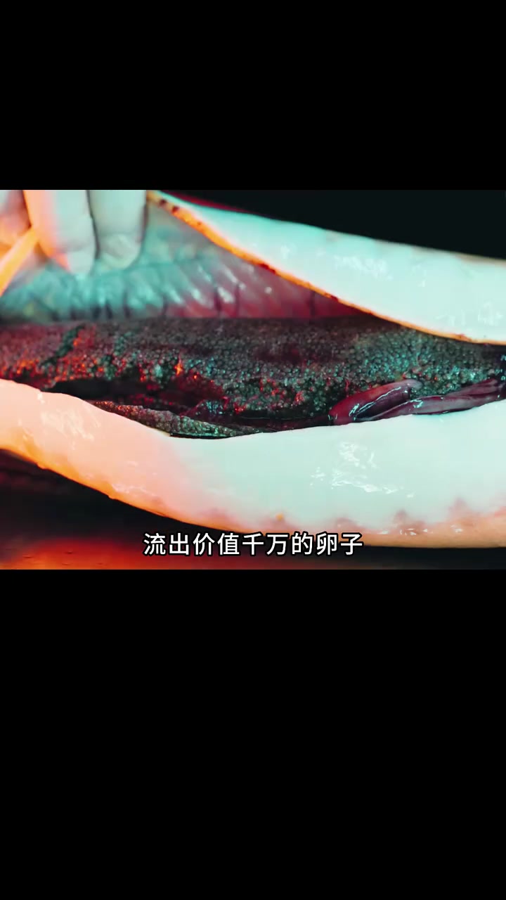 你吃过鲟鱼子酱吗
