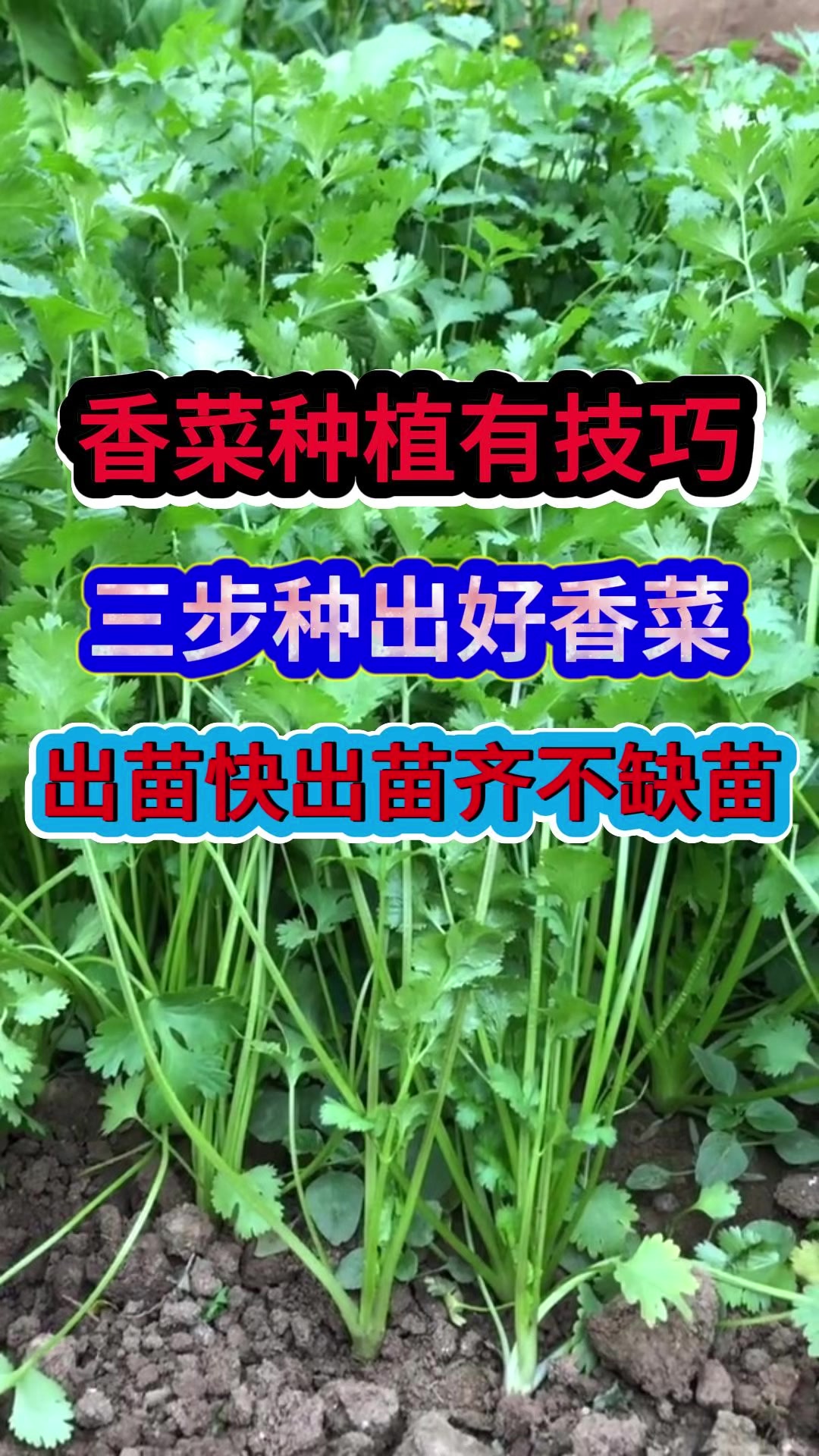 香菜种植有技巧三步种出好香菜出苗快出苗齐不缺苗