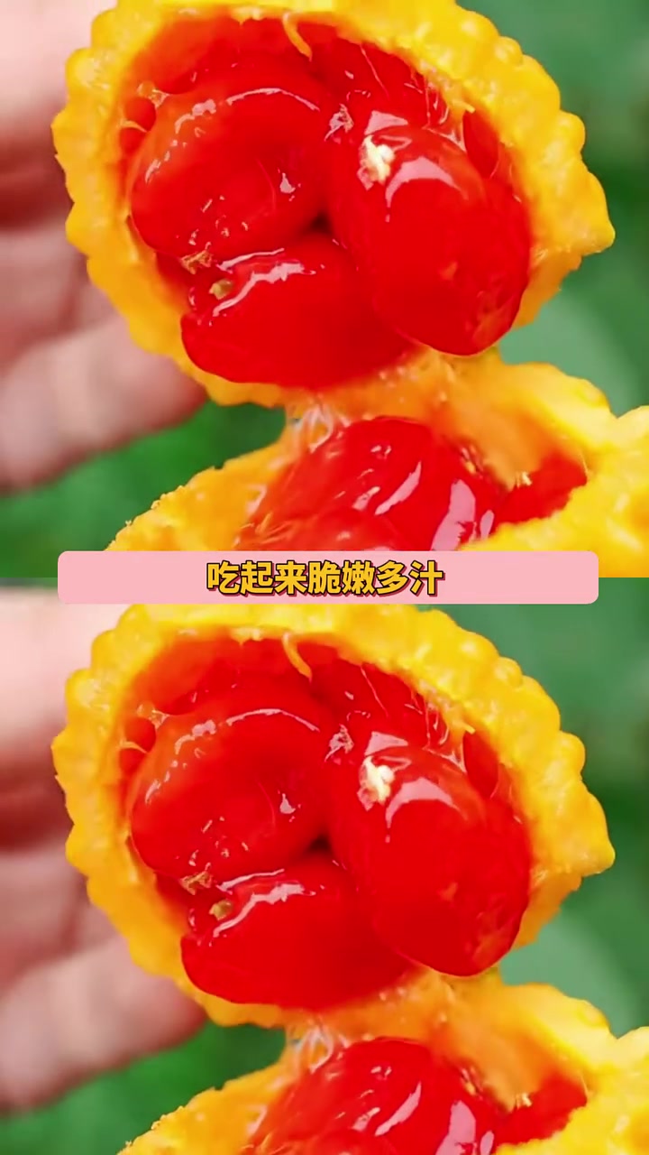 赖葡萄到底是不是苦瓜？赖葡萄 苦瓜 植物