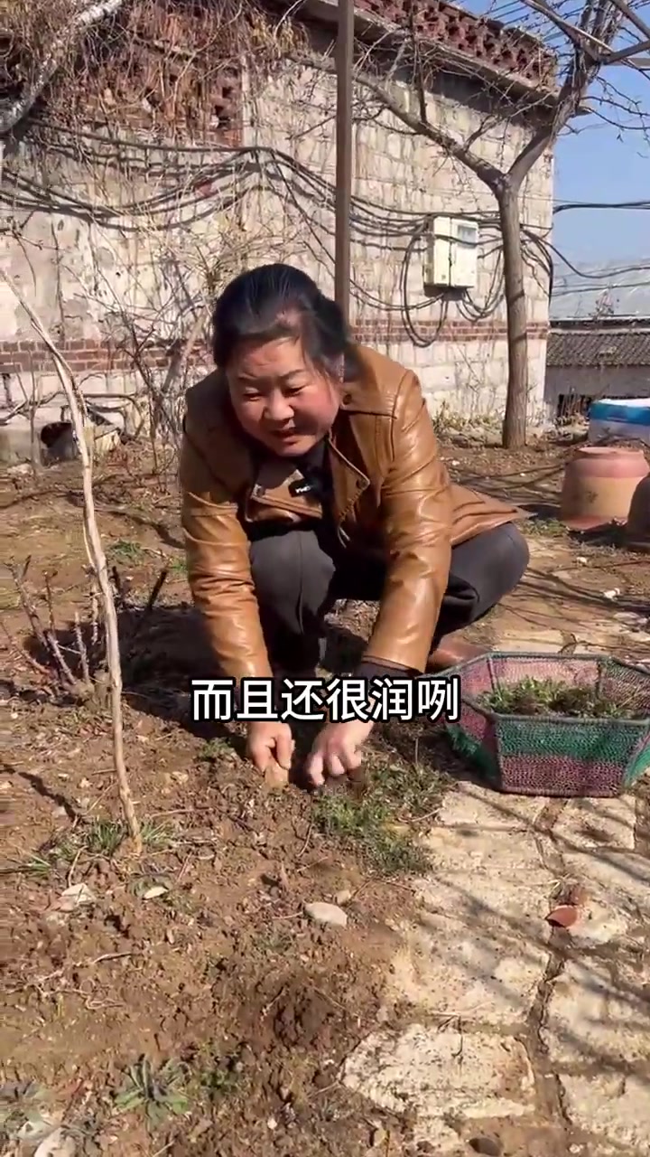 你认识荠菜吗？快来找找真正的荠菜是哪个吧！
