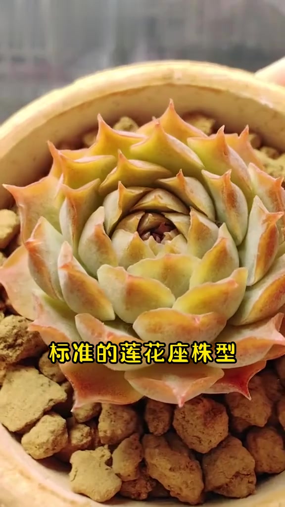 多肉喝水吨吨吨，西府海棠、碧桃、朱砂痣喝水，名字这么多，你爸妈知道吗～