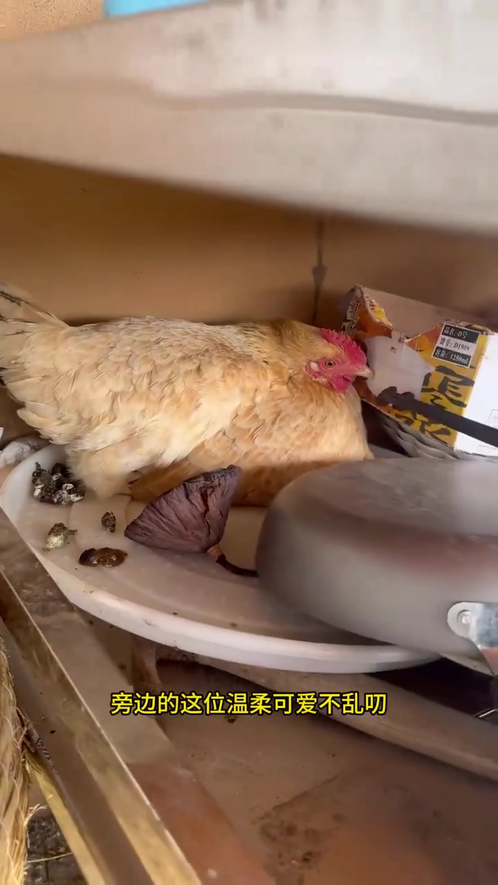 看看每只母鸡孵蛋的情况