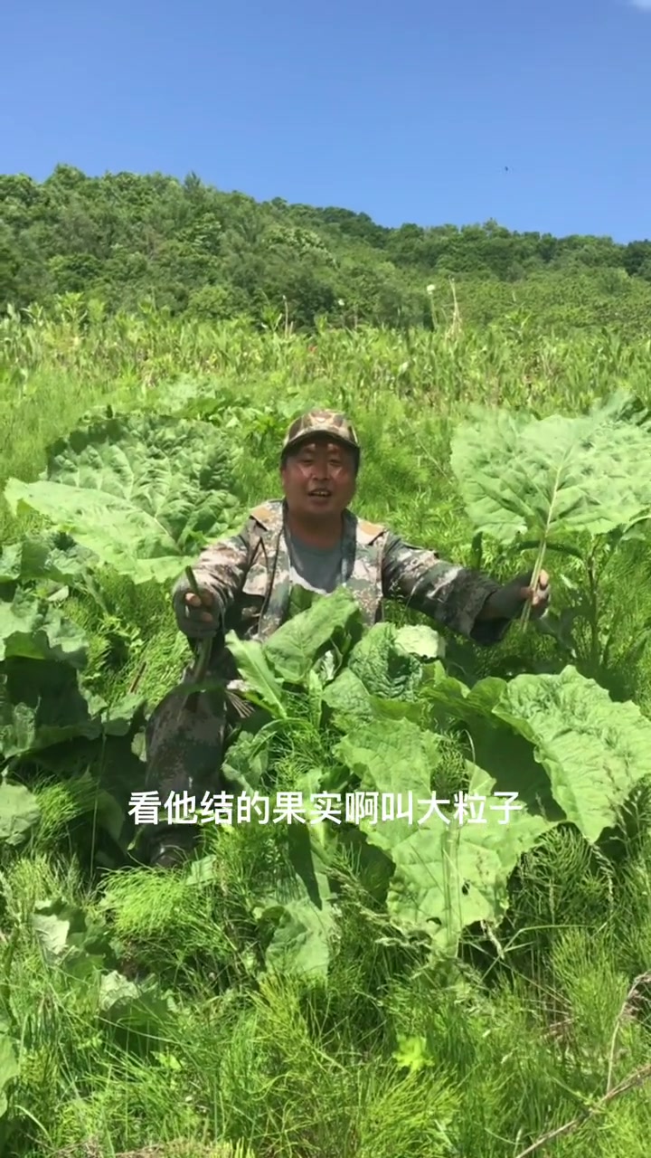牛蒡可以和人参媲美，它还有个名字也叫东洋参，你知道吗？