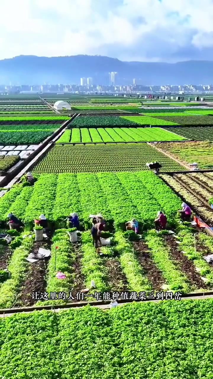 这里是西南“蔬菜之乡”云南通海，每年蔬菜产量居全省首位，基地规模庞大，种植面积广阔，达到了