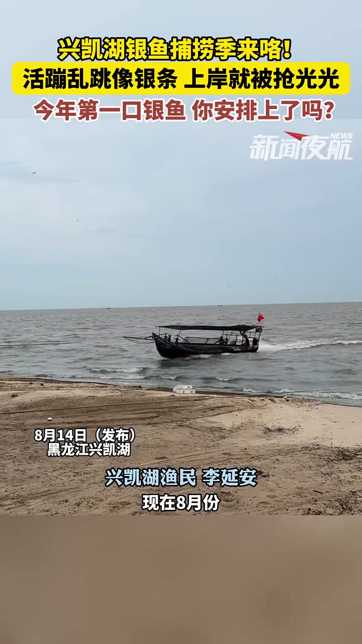 8月14日(发布),黑龙江兴凯湖。兴凯湖银鱼捕捞季来咯!活蹦乱跳像银条 上岸就被抢光光,今