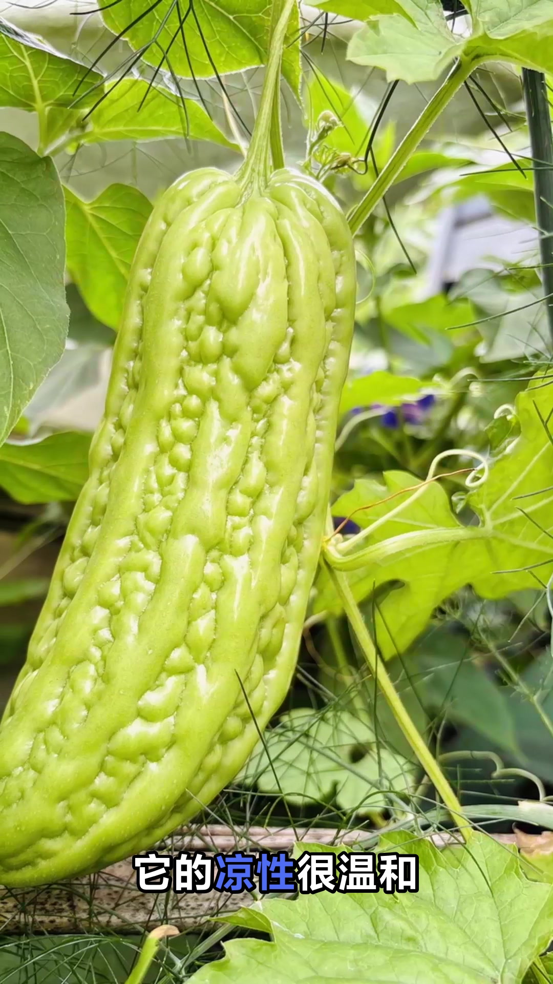 包菜是凉性还是热性看完你就懂了