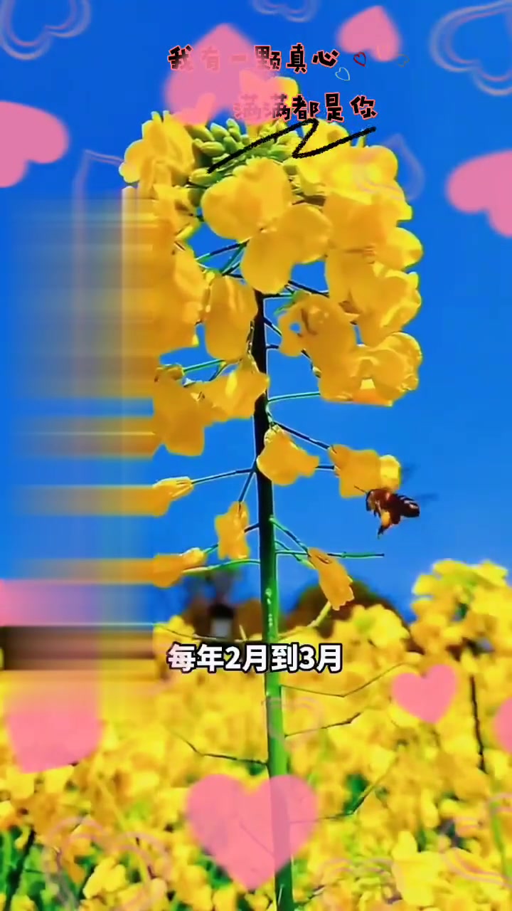 2024中国云南罗平国际油菜花旅游节你一个人也可以来罗平