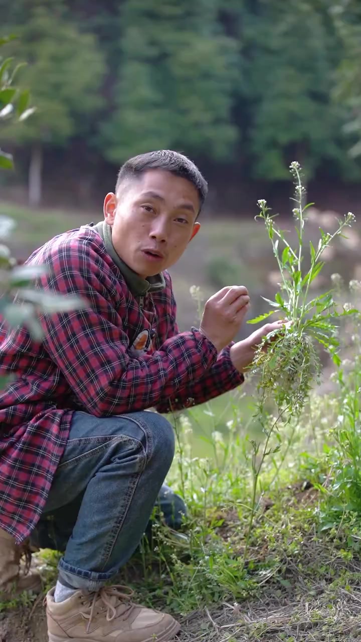 春天最早冒头的野菜之一，地米菜又叫荠菜。你们那里叫什么？都是怎么吃？农村到处都是