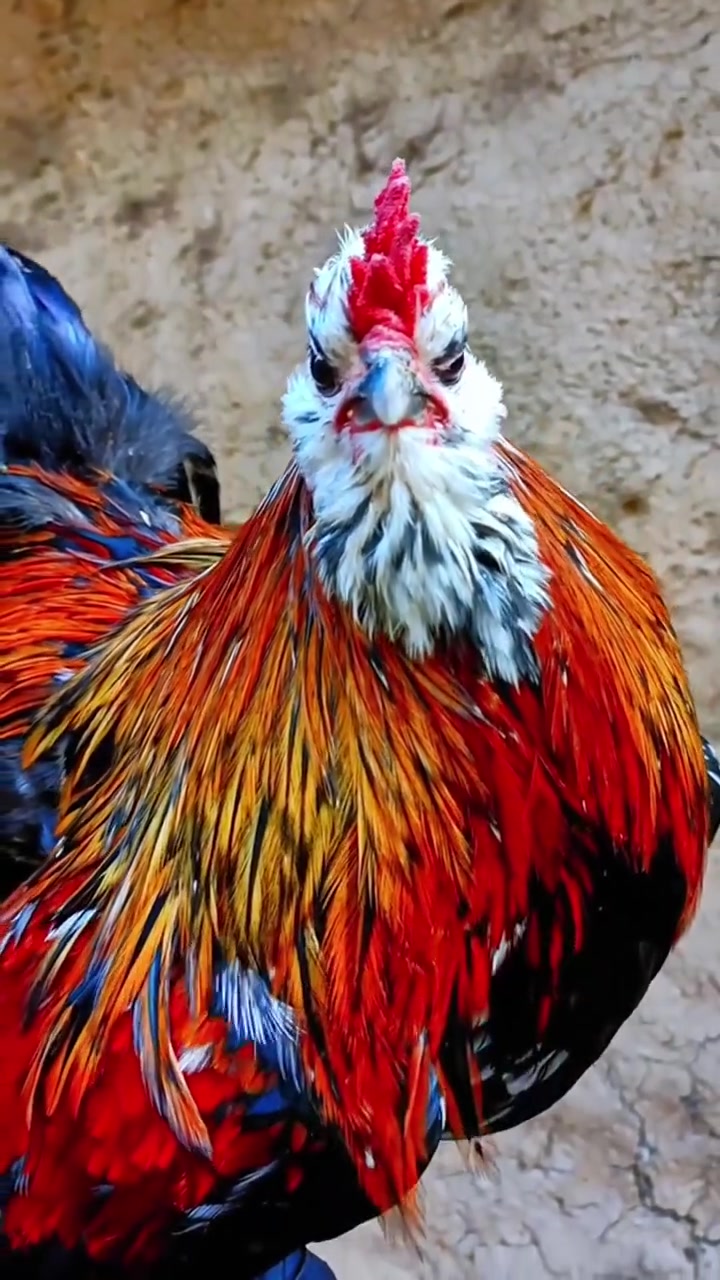 十二生肖生物之“鸡”，这些鸡中有你喜欢的吗？