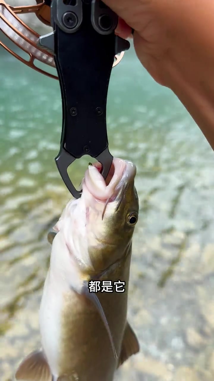 这个大油鱼棒手感太巴适了