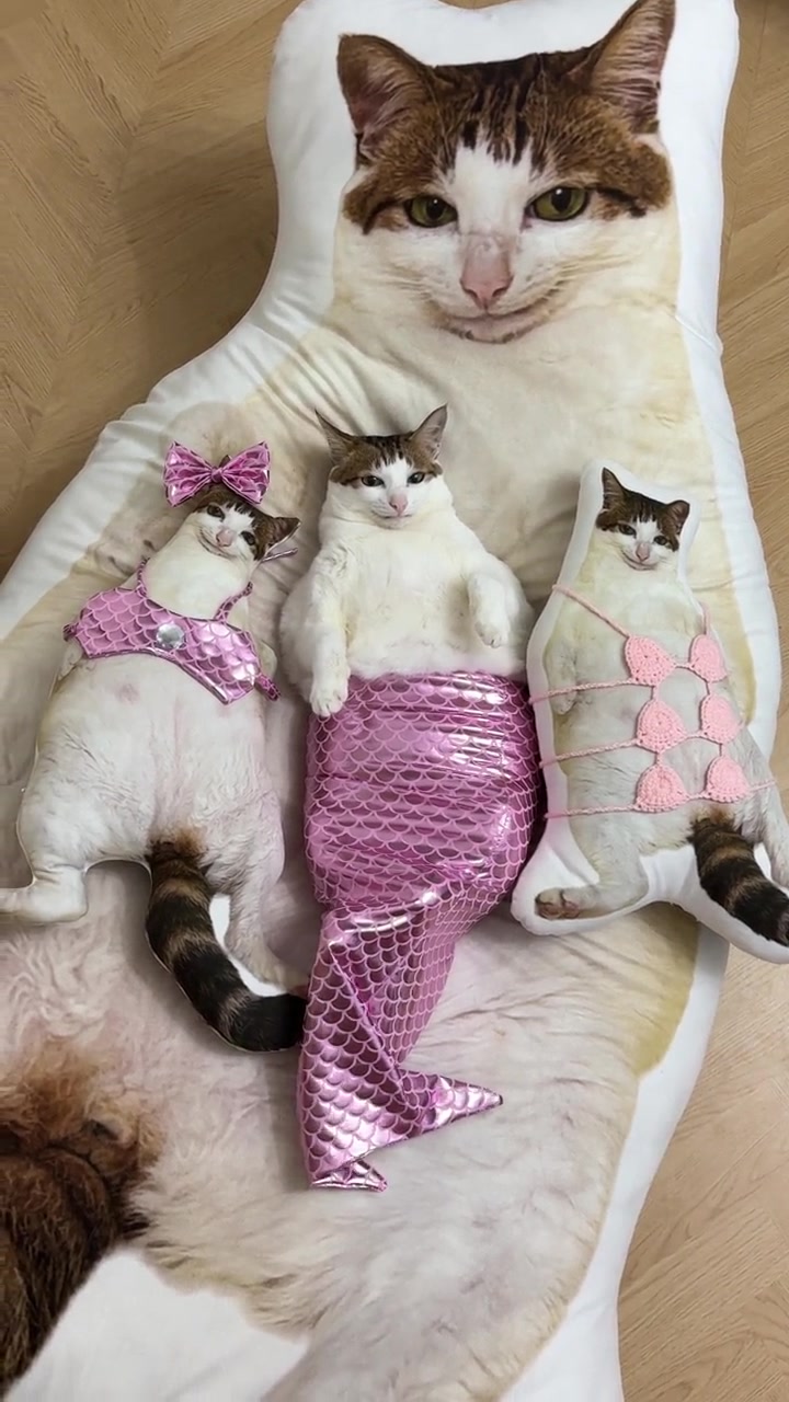 什么家庭养三条美猫鱼啊？