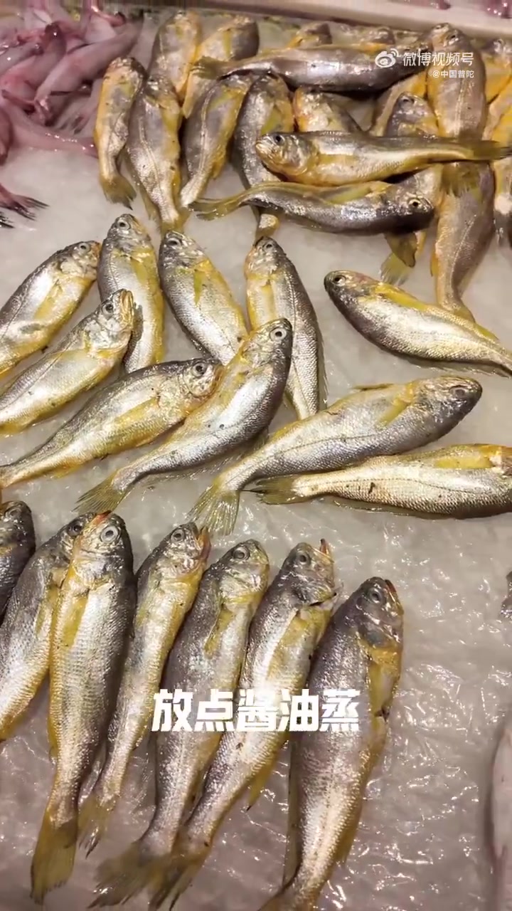 高铁上少了泡面的香气,旅行里不如换种“鲜”法——来舟山把海鲜吃成舌尖的“鲜氧站”!刚捞上岸