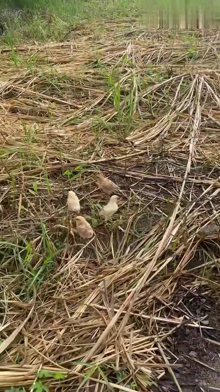 老母鸡带小鸡宝宝，风里来雨里去，母性是很伟大的