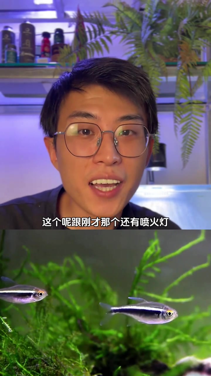 鱼缸里能养出群游效果的小鱼