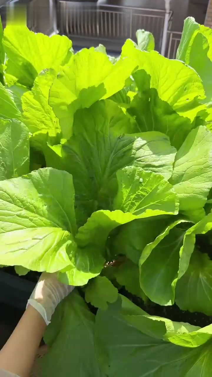 摘甜芥菜，小小天台菜园实现蔬菜自由啦