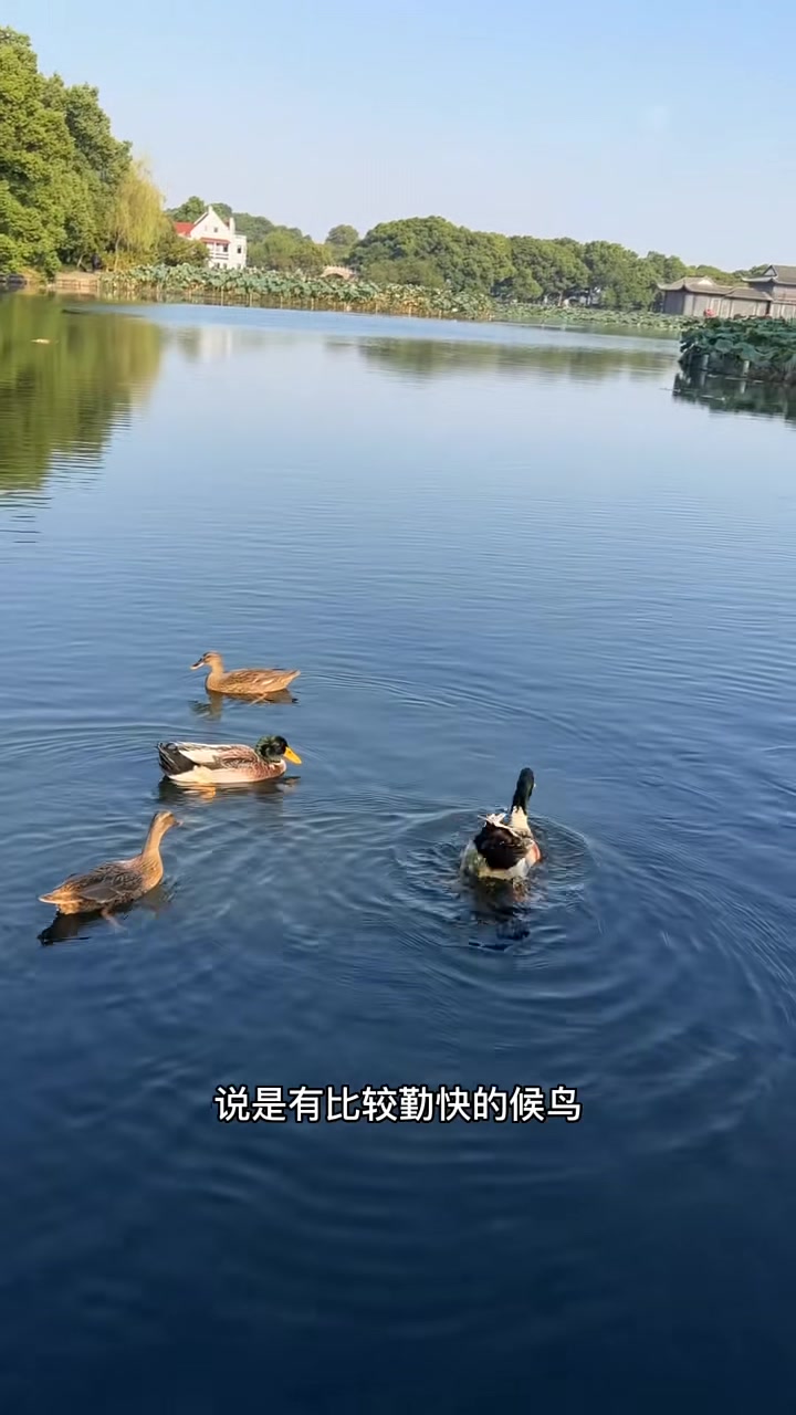 西湖边看到两对很好看的绿头鸭，还有人看到鸳鸯