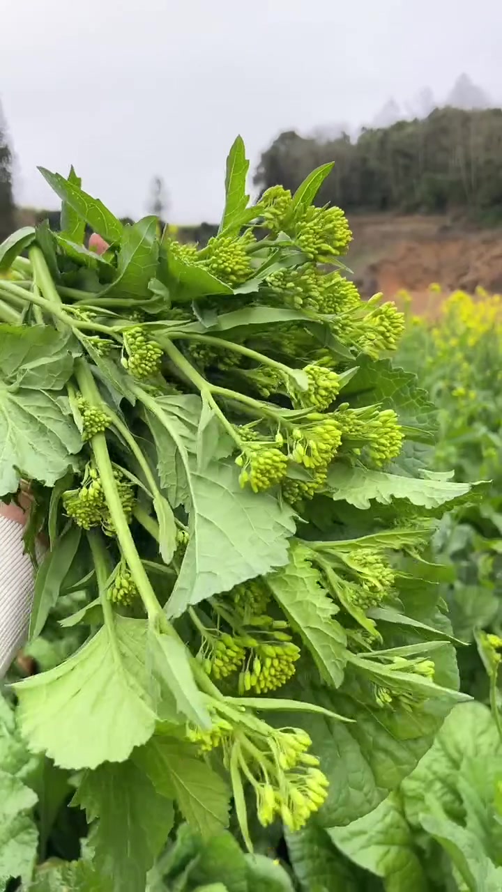 这些青菜是我婆婆年前种的，现在都长高了出菜苔啦，我们来把开花的菜苔掐了回家捞冲菜吃