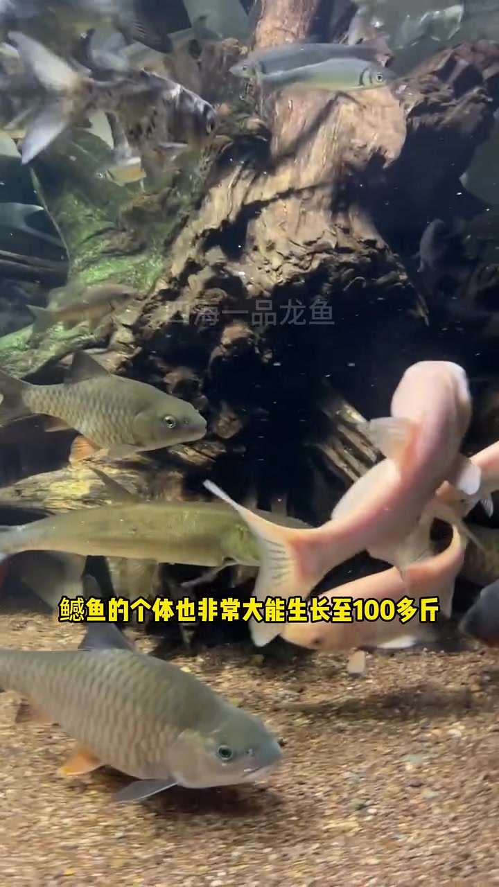 国内最凶猛淡水鱼排行榜 水族 观赏鱼