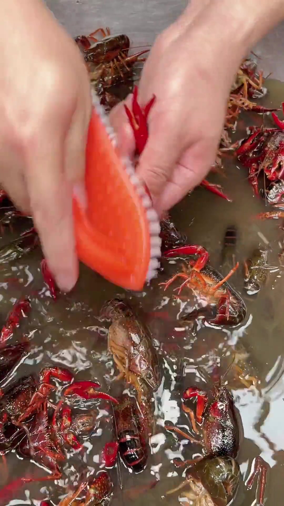 真实测试：洗虾粉与小苏打清洗小龙虾效果咋样？