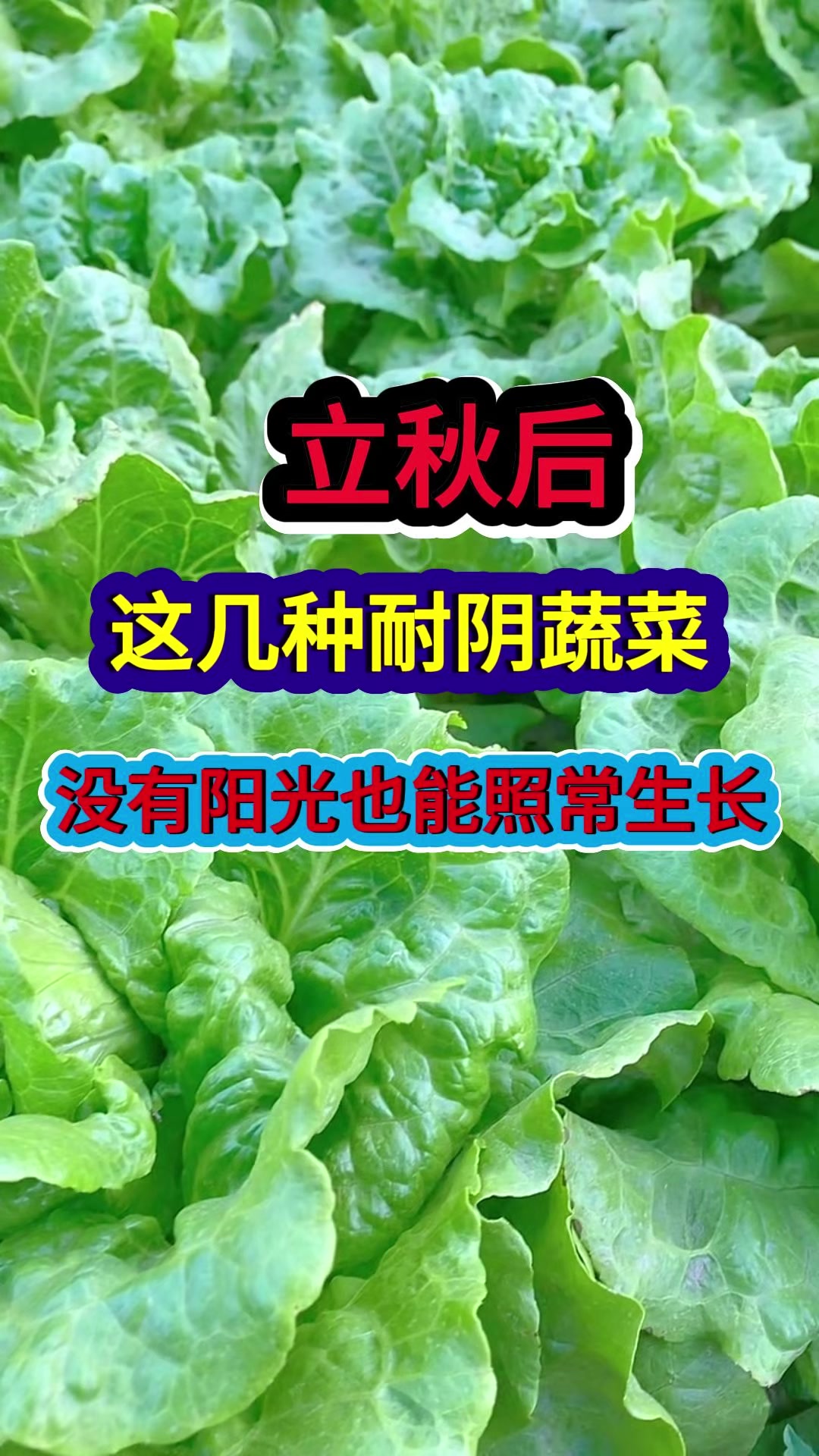 立秋后这几种耐阴蔬菜没有阳光也能照常生长