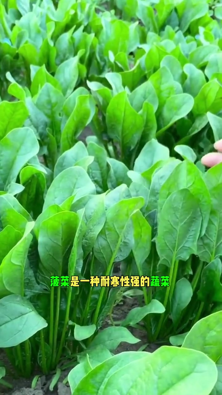 秋菠菜的种植时间