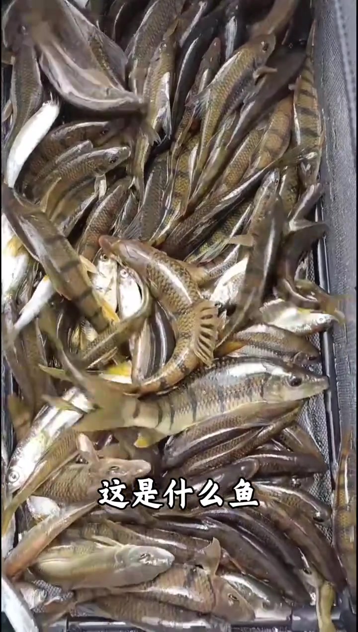 科普分享一些鱼的种类，你看你认识几种！