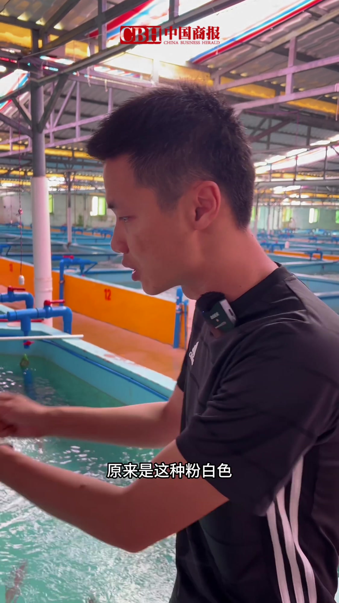 「亲测:东星斑原来会变色!」刷到就是缘分!点赞这条神奇小红鱼,接收今日份好运气!(中国商报