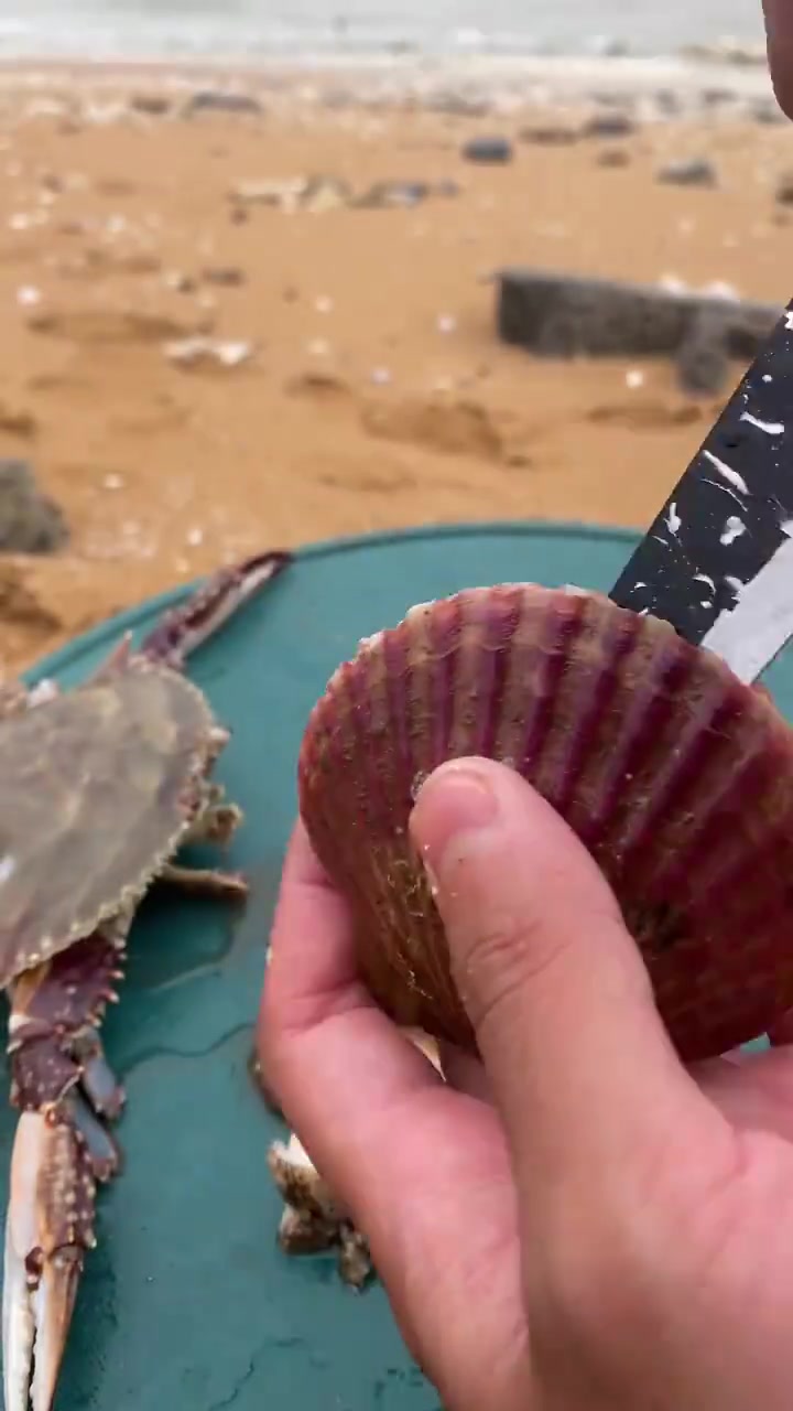 户外赶海出来制作海鲜寿司大拼盘