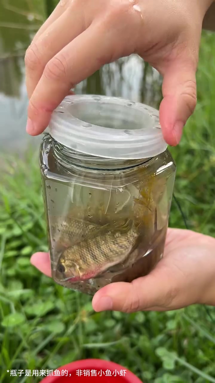 真没想到,几块钱买的抓鱼瓶比我自己做的还要好用,不一会就能抓到好多鱼,孩子可开心了
