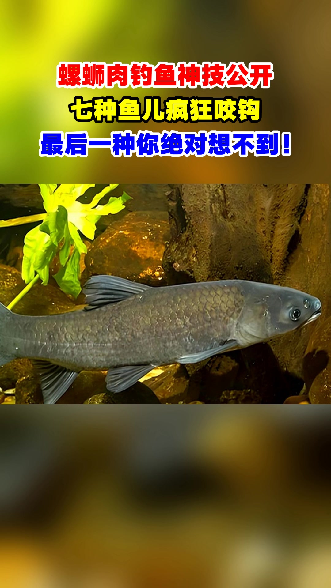 螺蛳肉钓鱼神技公开,七种鱼儿疯狂咬钩,最后一种你绝对想不到!
