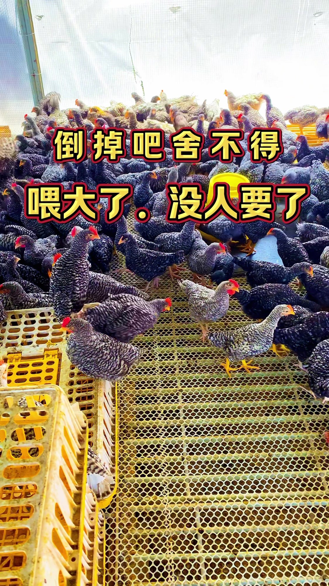 倒掉没人要了产蛋最多的芦花鸡