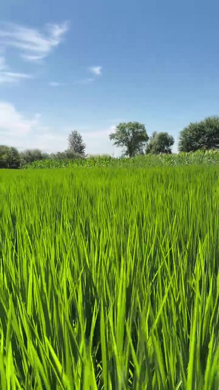 平平淡淡又一天